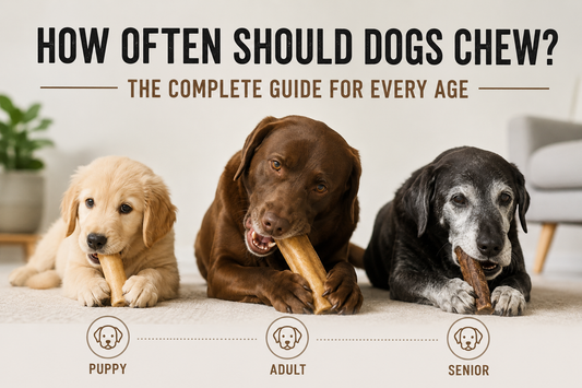 How Often Should Dogs Chew? The Complete Guide for Every Age